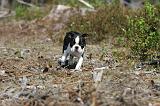 BOSTON TERRIER 095